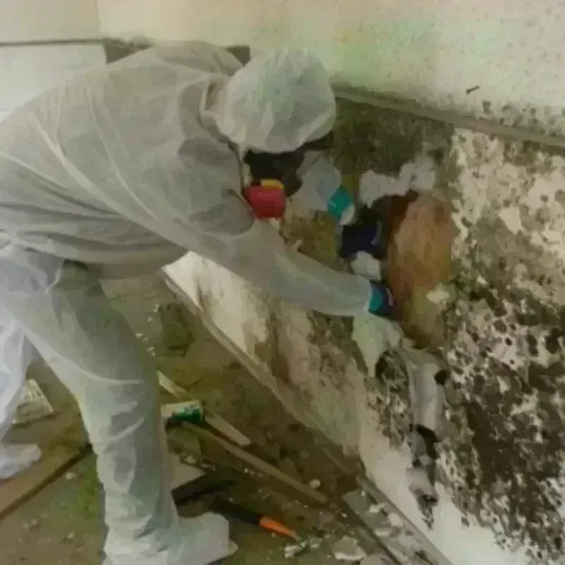 Mold Remediation and Removal in Guthrie, TX